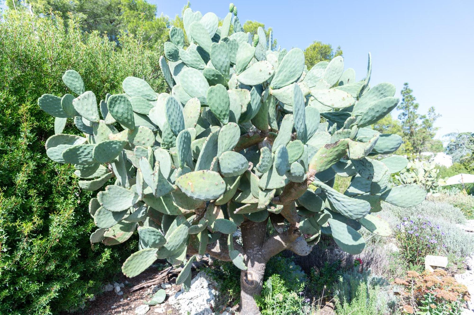 Masseria Caliani Borgagne Εξωτερικό φωτογραφία