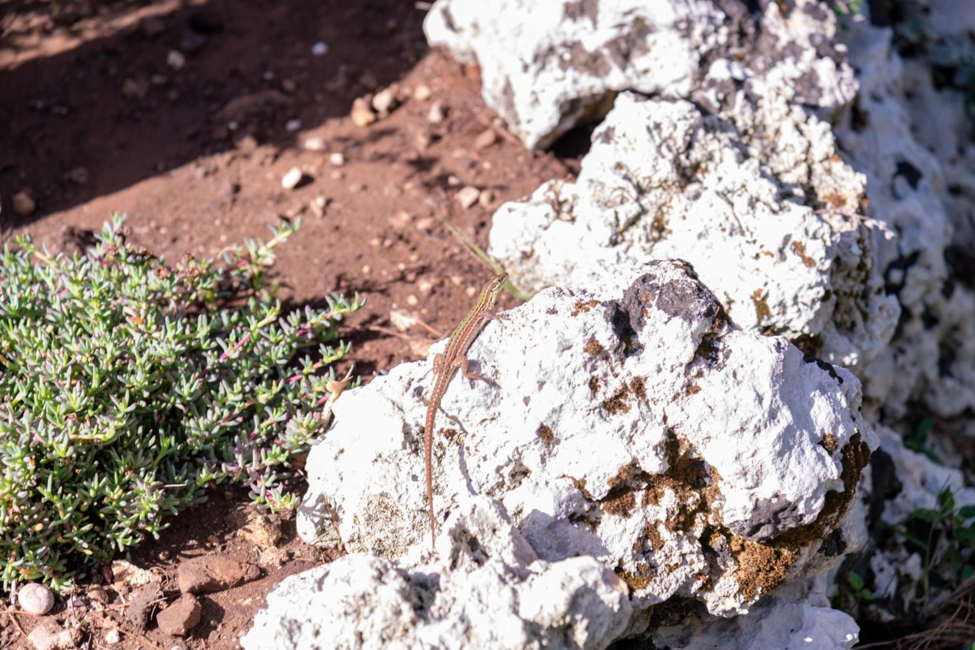 Masseria Caliani Borgagne Εξωτερικό φωτογραφία