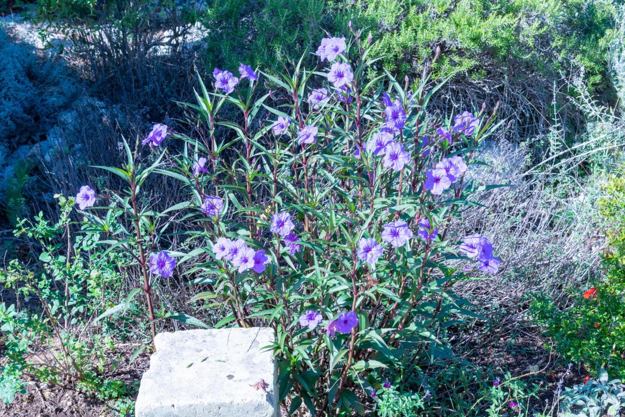 Masseria Caliani Borgagne Εξωτερικό φωτογραφία